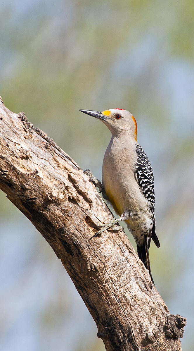 Repost - Golden-fronted Woodpecker