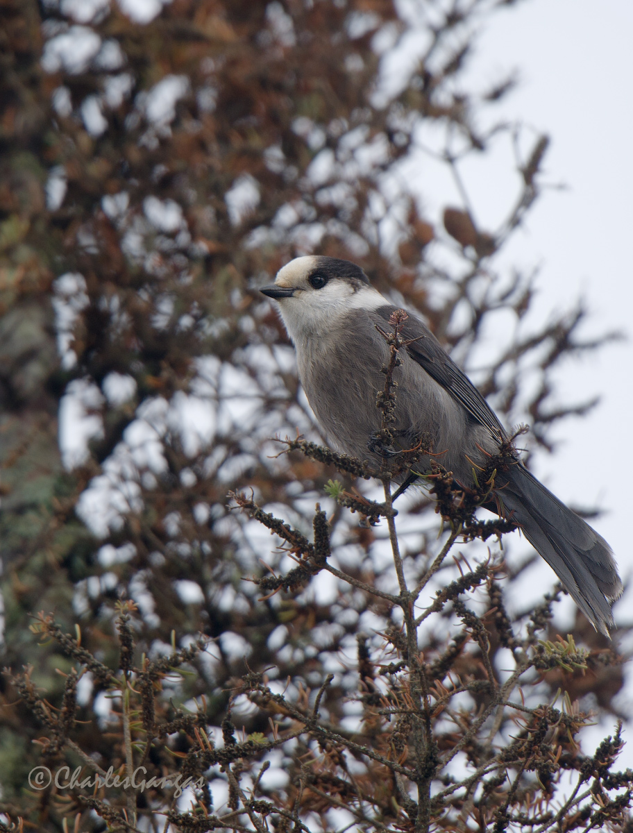 Gray Jay