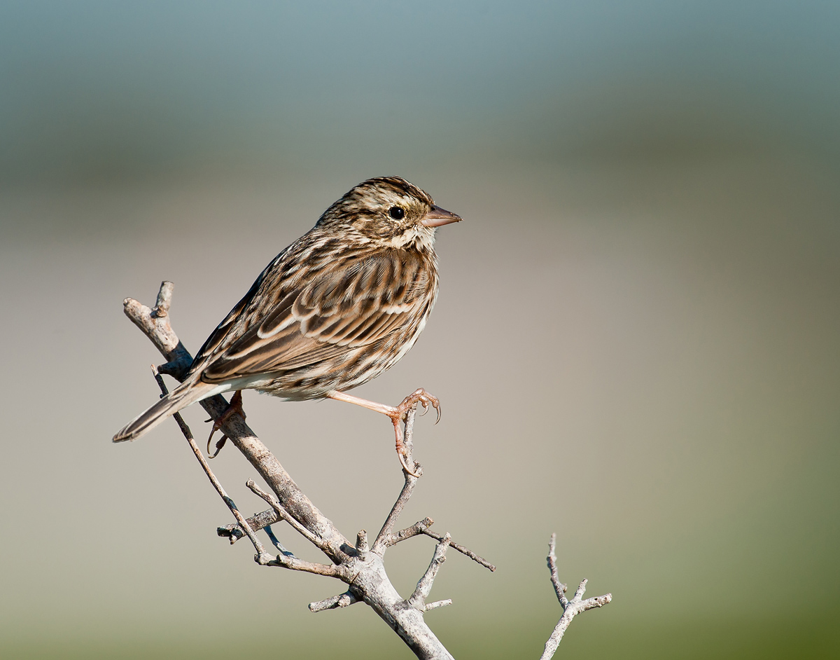 Sparrow