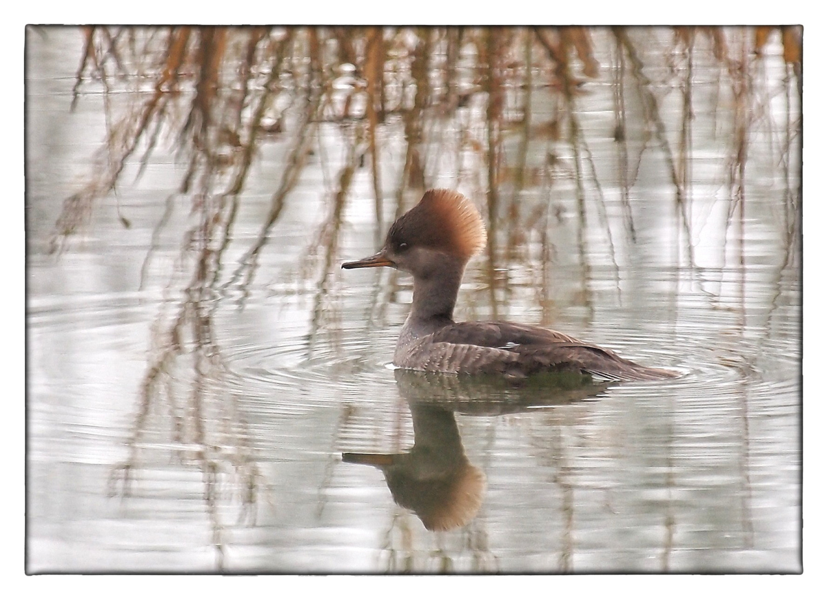 ??? Merganser ???