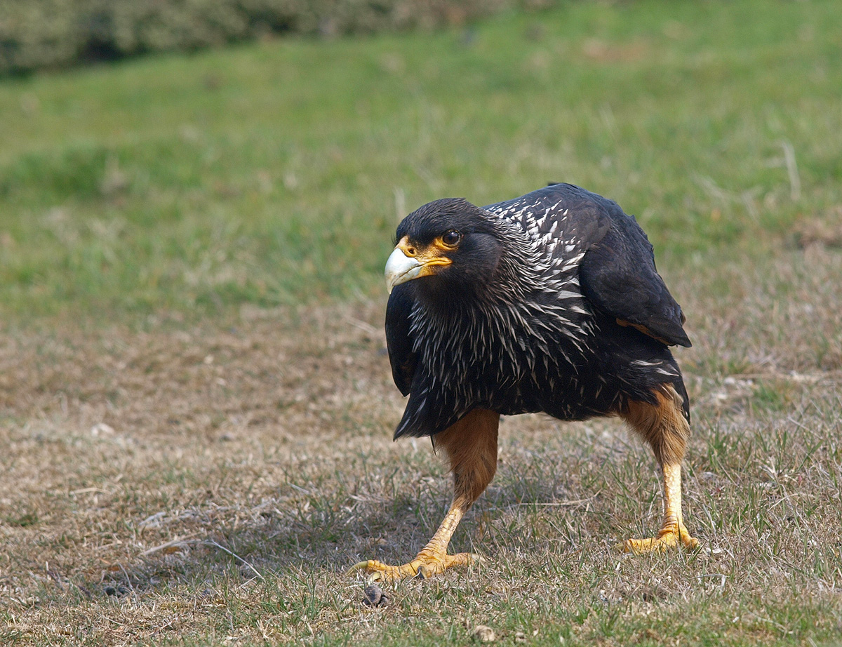 Striated Caracara