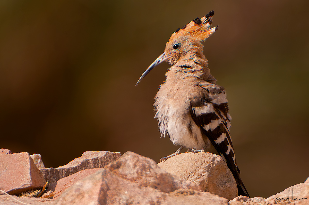 Hoopoe
