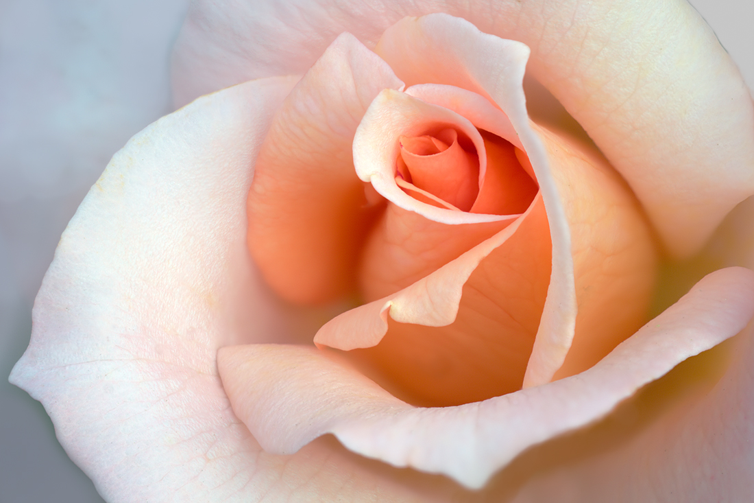 Intimate rose # 2