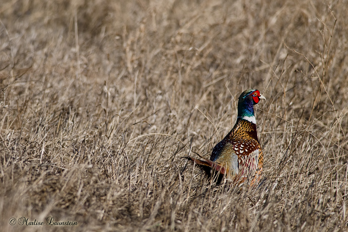 Pheasant