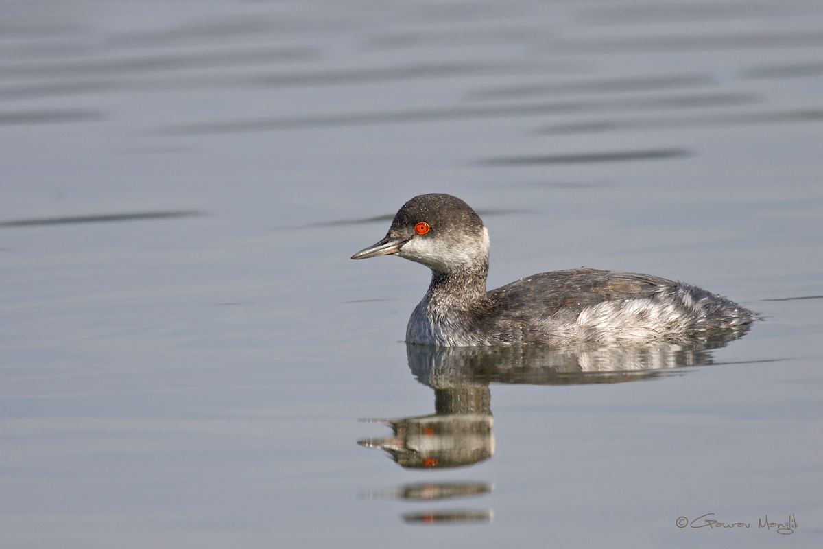Eared Grebe