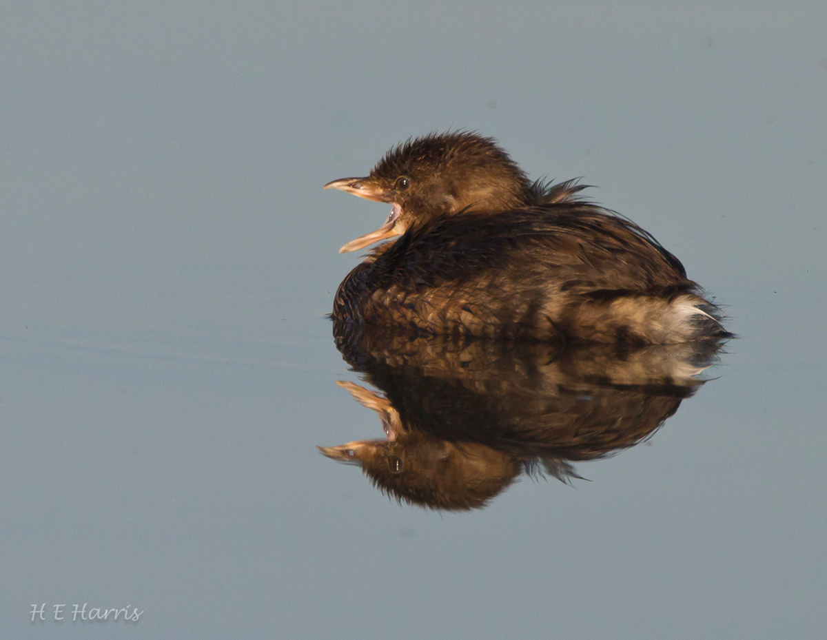 Pied-billed Grebe