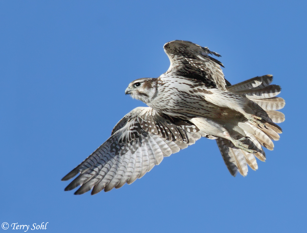 Prairie Falcon