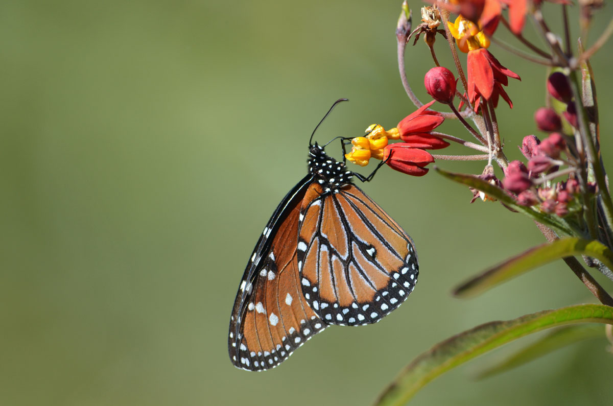 Queen Butterfly + Repost