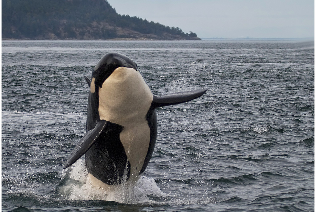 Leap for joy.