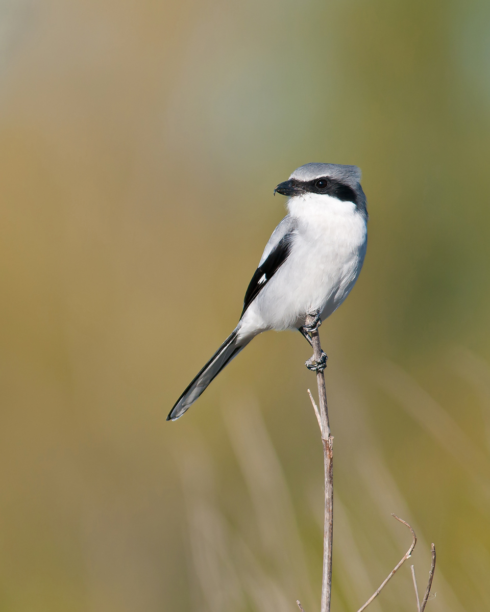 Loggerhead Shrike