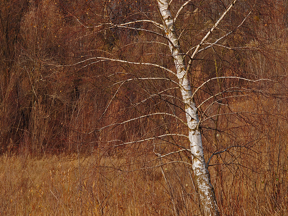 Late Autumn