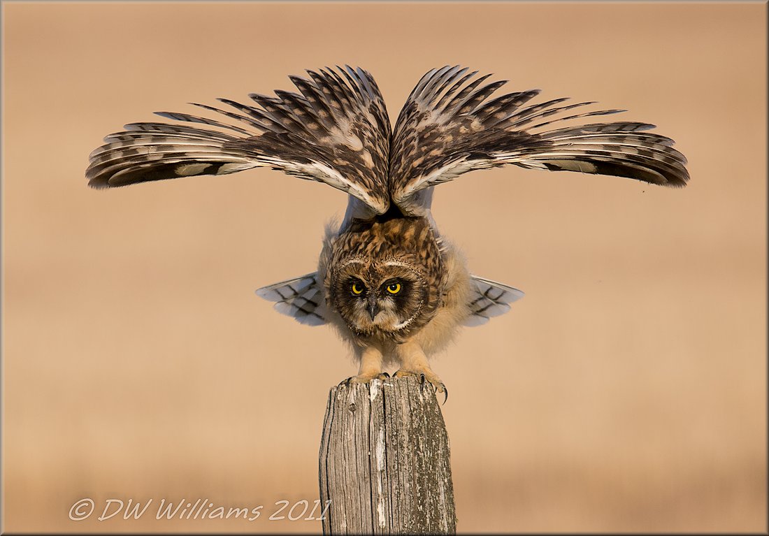 Avian - 2nd HM