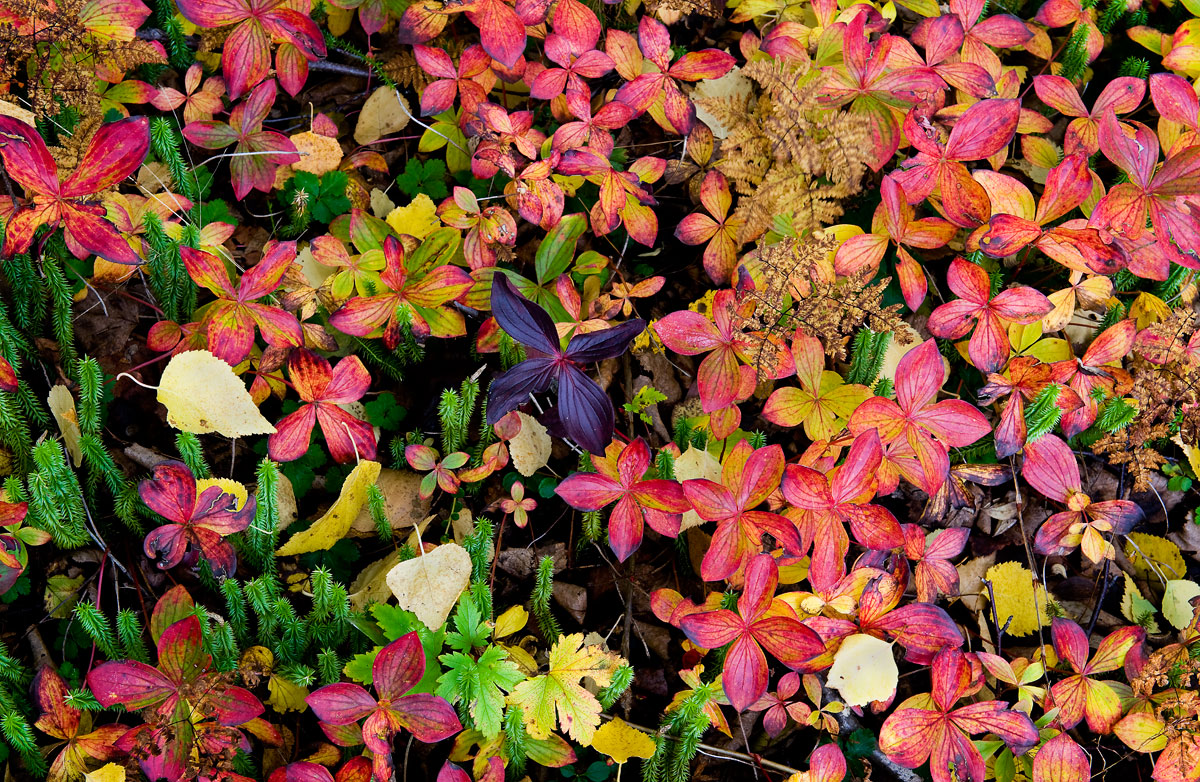 Fall Collage