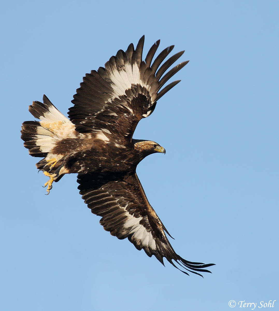 Golden Eagle