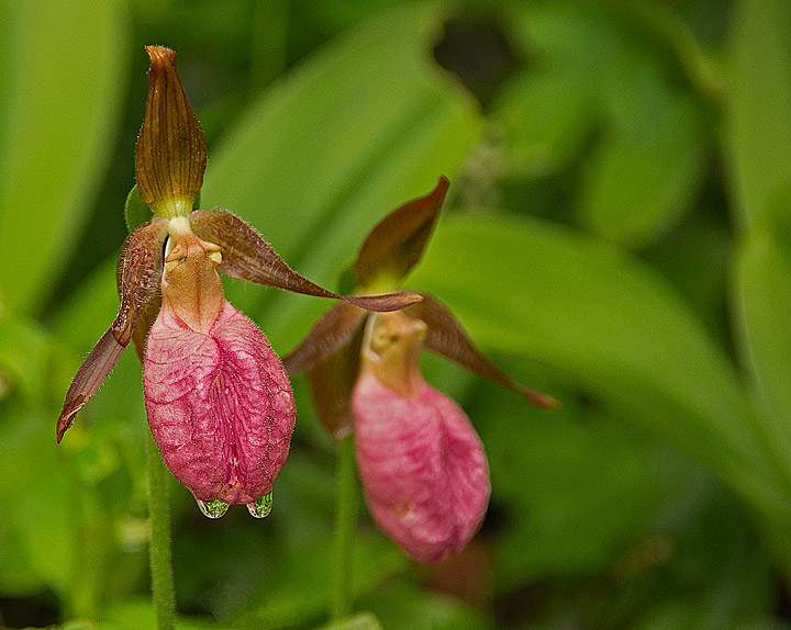 Cascade Ladyslipper's