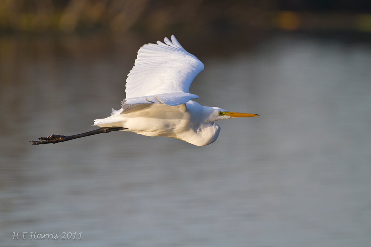 Egret Fly by