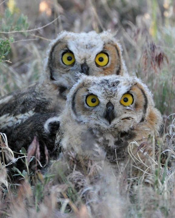 Big Eyes