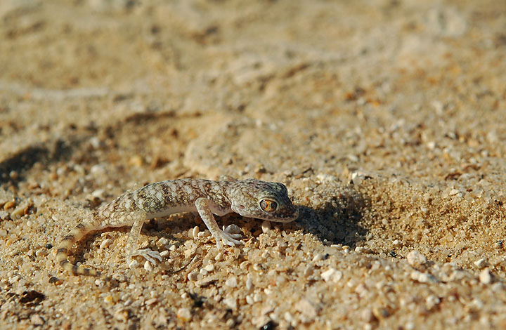 Baby button-scaled gecko