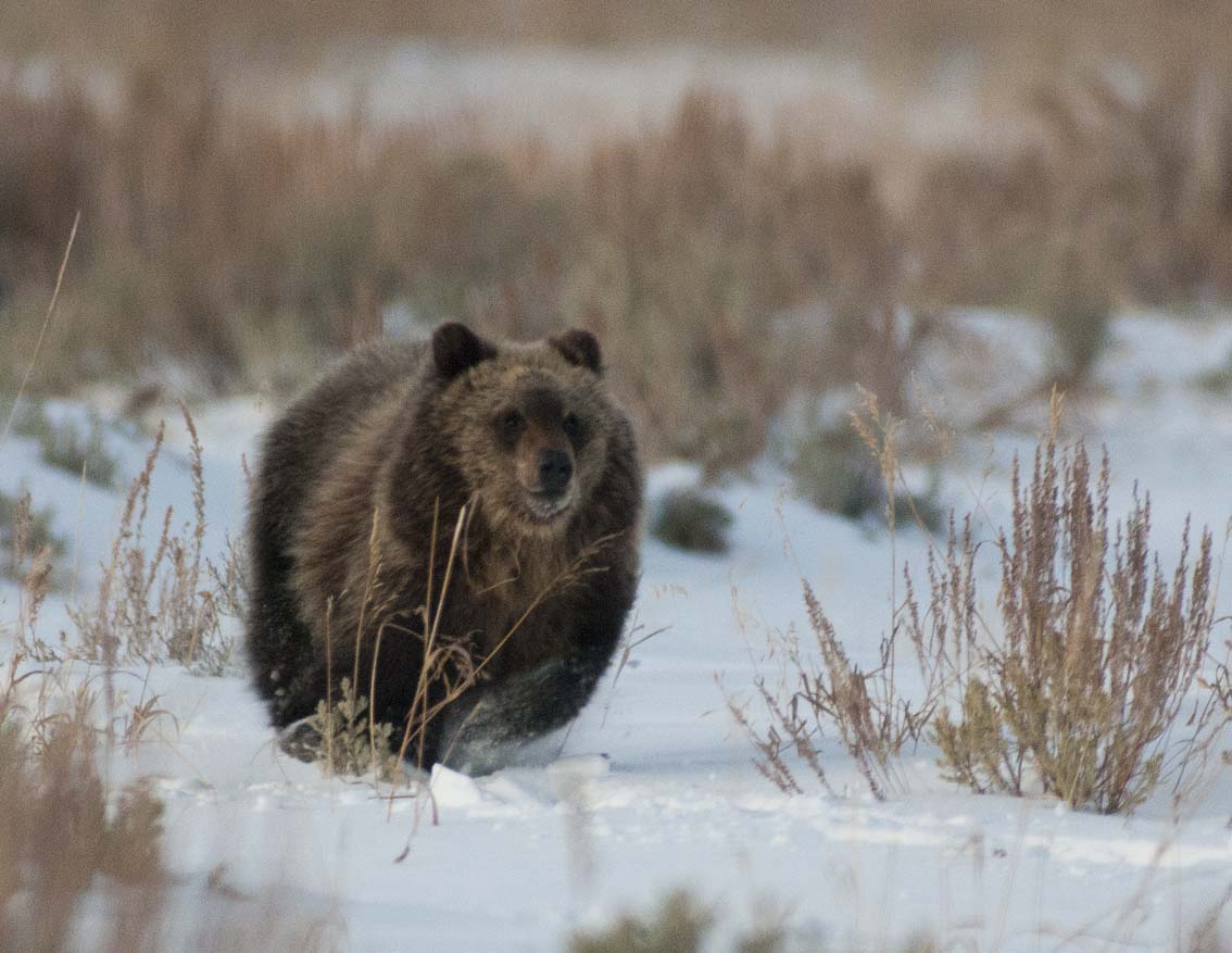 Galloping Grizzly