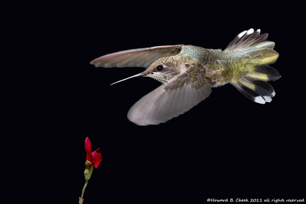 Night Flight