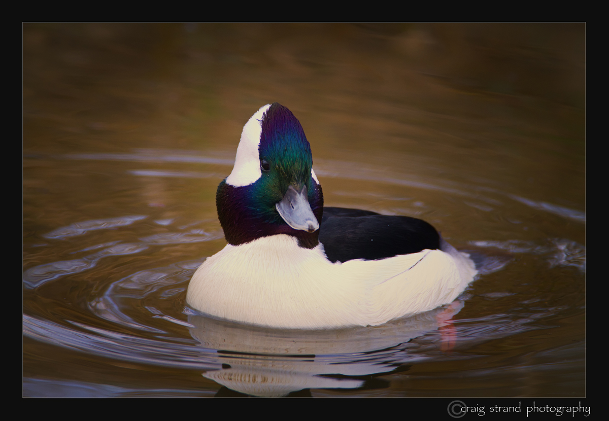 Bufflehead