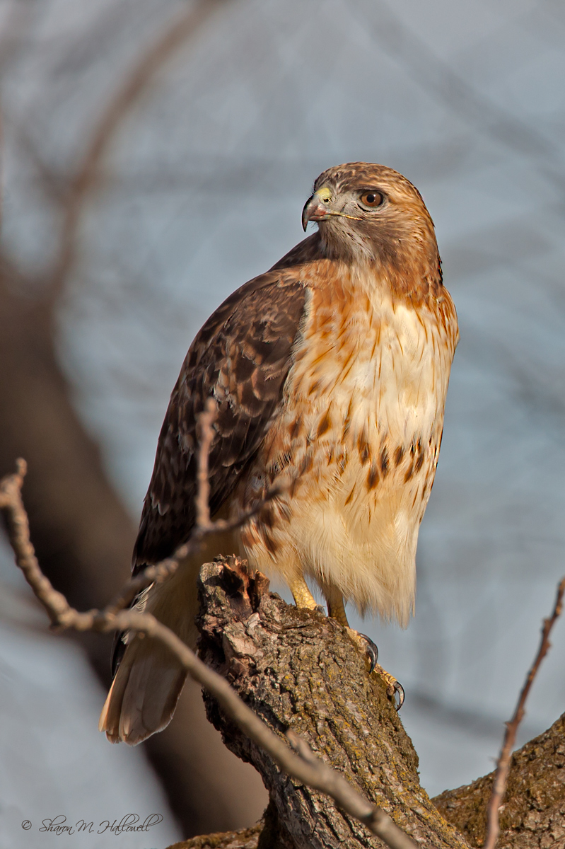 Red-tailed Hawk