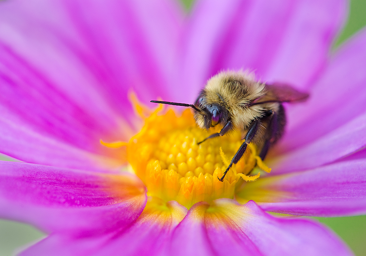 Bee My Dahlia