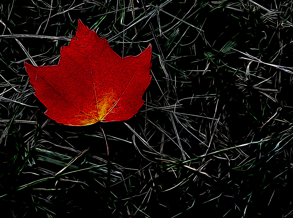 Autumn Leaf in the Grass