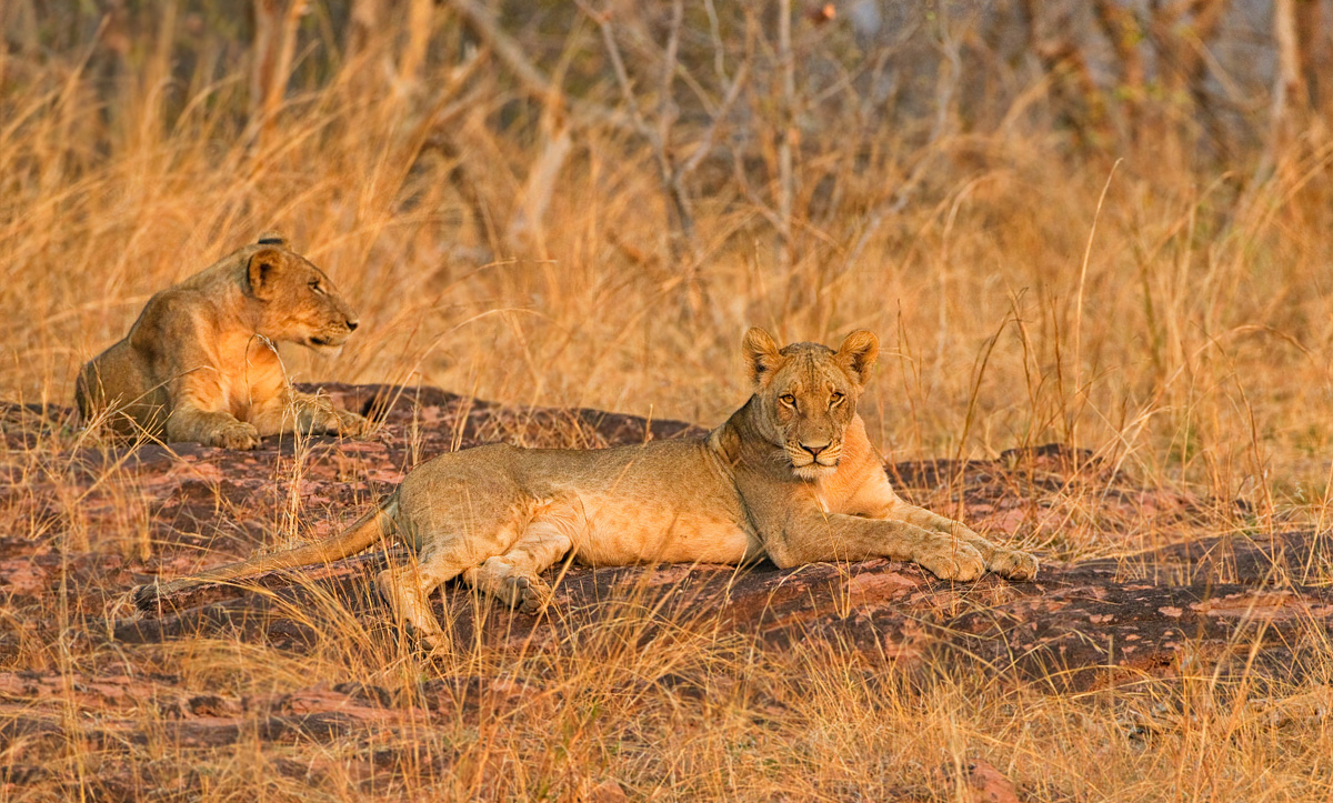 Sunset Lions