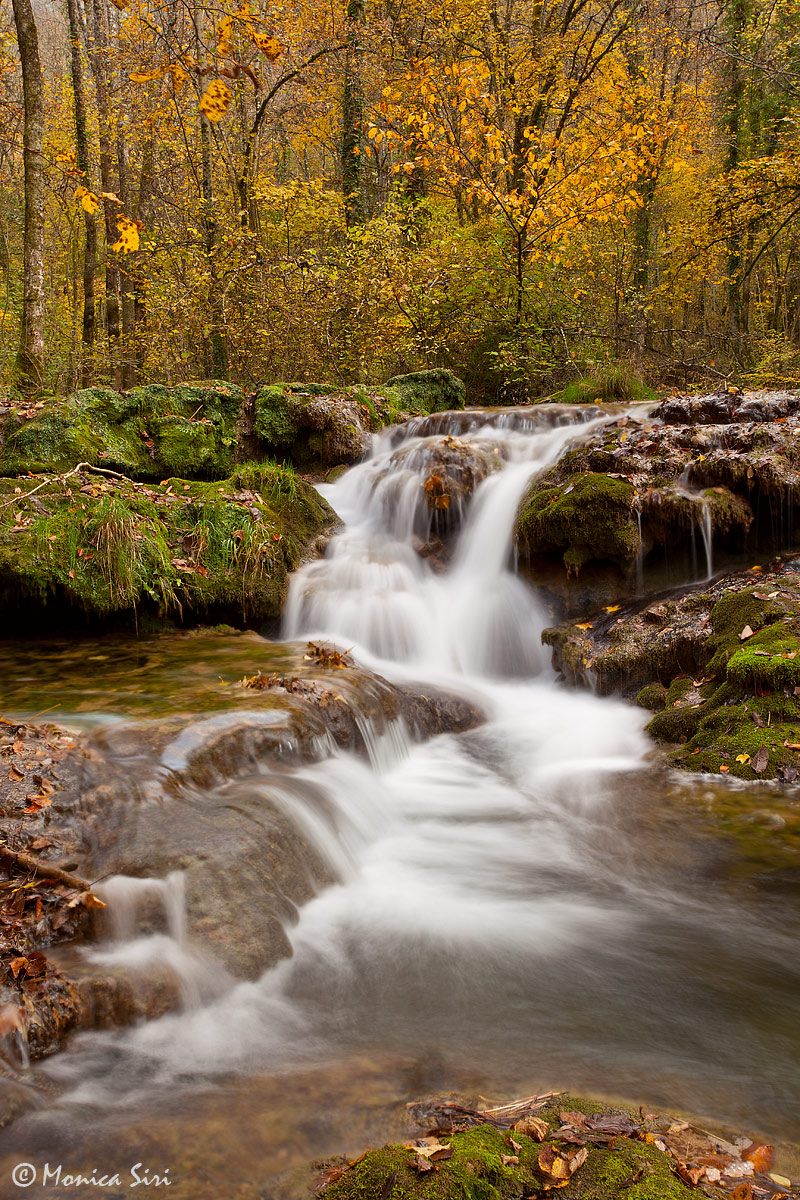 Flowing in the wood + repost