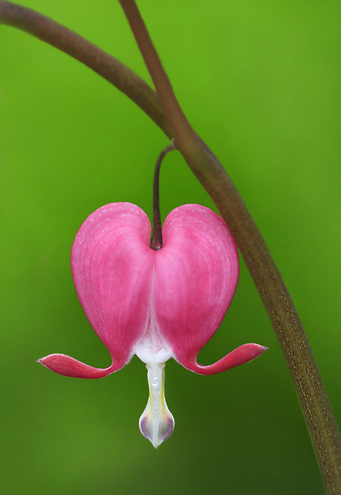 Bleeding heart repost