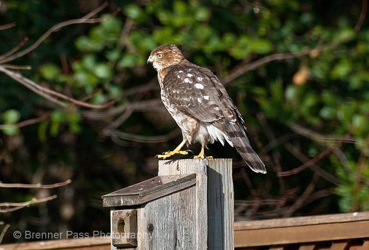 Copper's Hawk