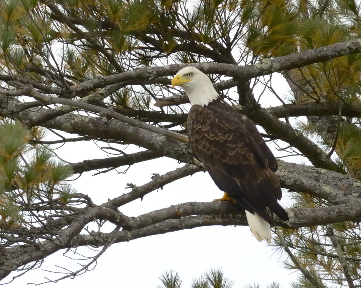 Maine Bald Eagle