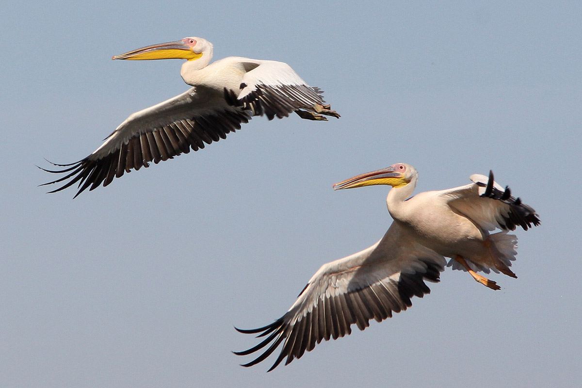 Pelican's in flight