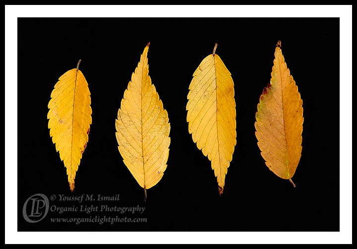 Elm Leaves