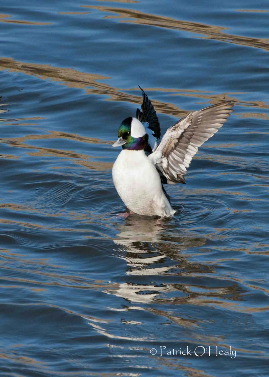 Male Bufflehead Stretch