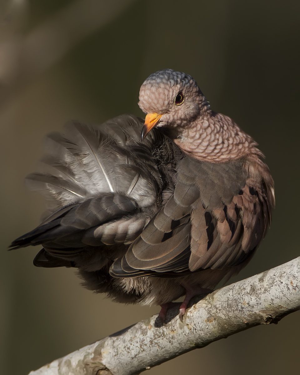 Dove