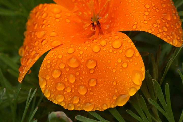 rain on poppy