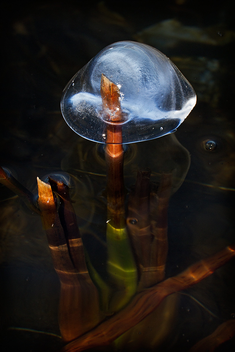 Ice Reed