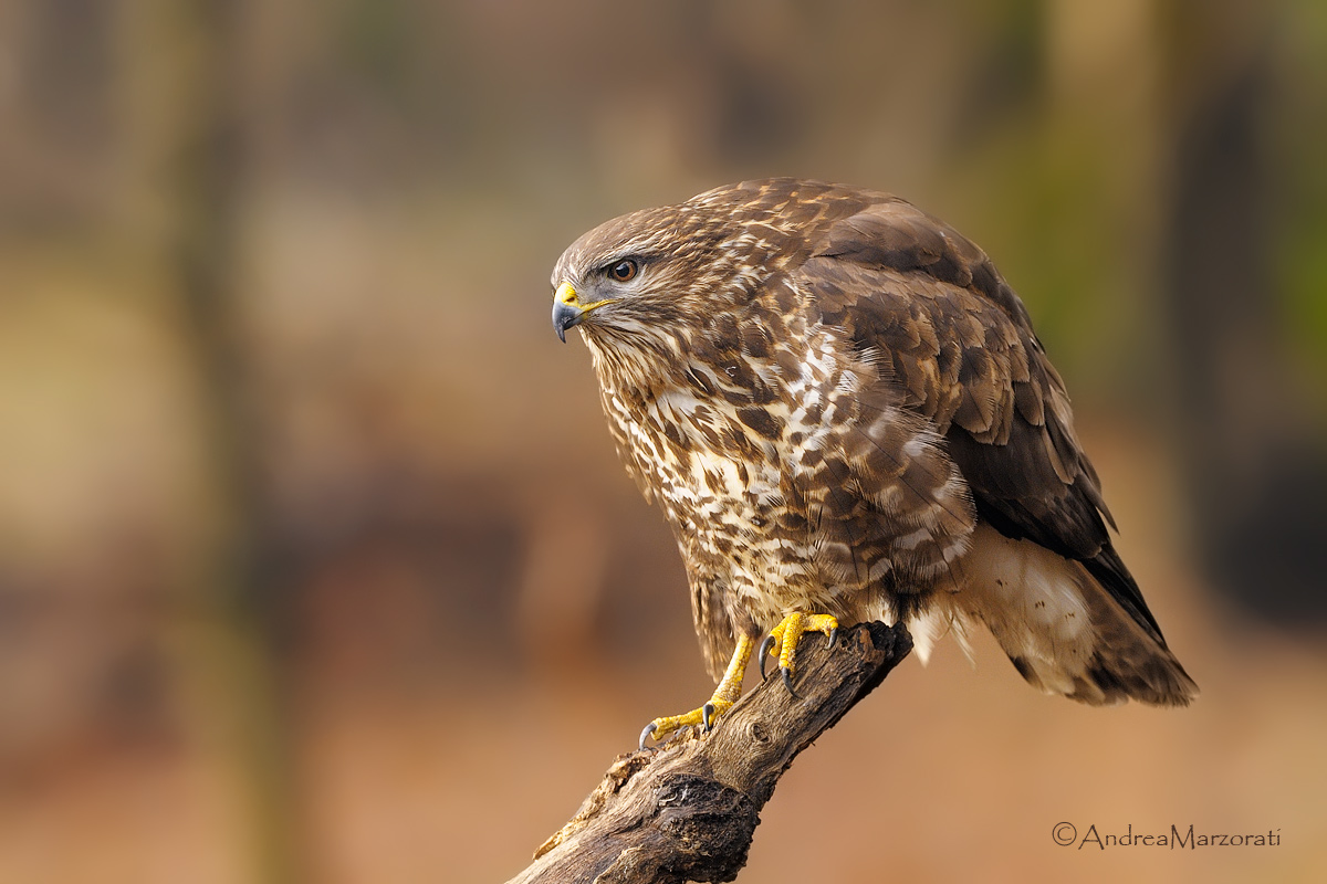 Common Buzzard