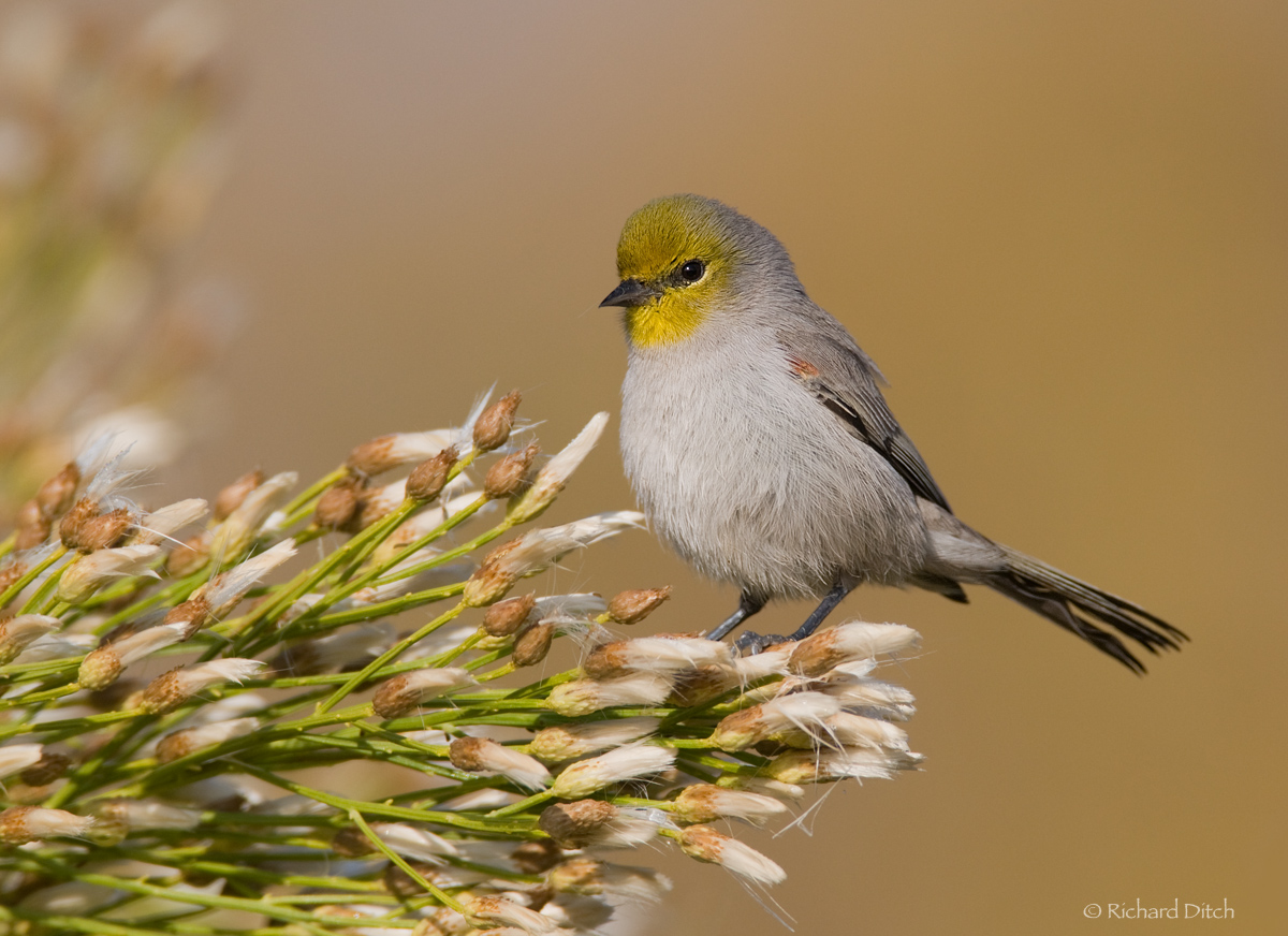 Verdin