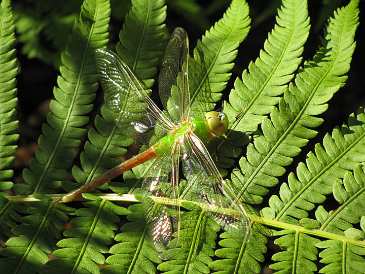 Green Dragon