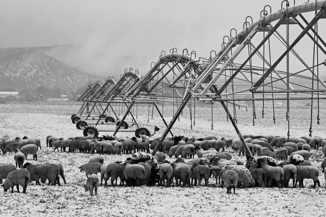 Winter Sheep