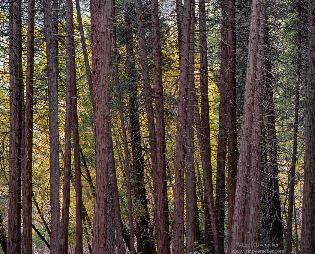 Yosemite Chronicles #6