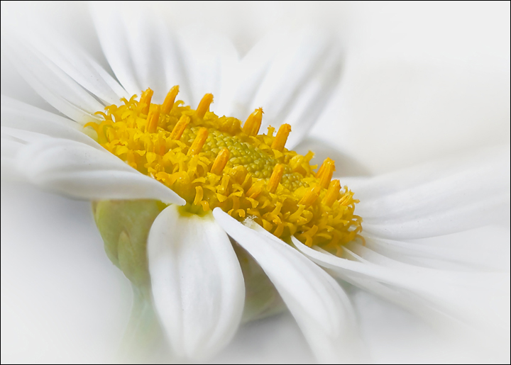 Argyranthemum ( Fav )