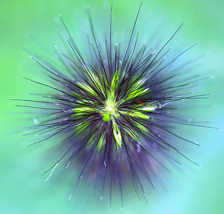 Ornamental grass flower