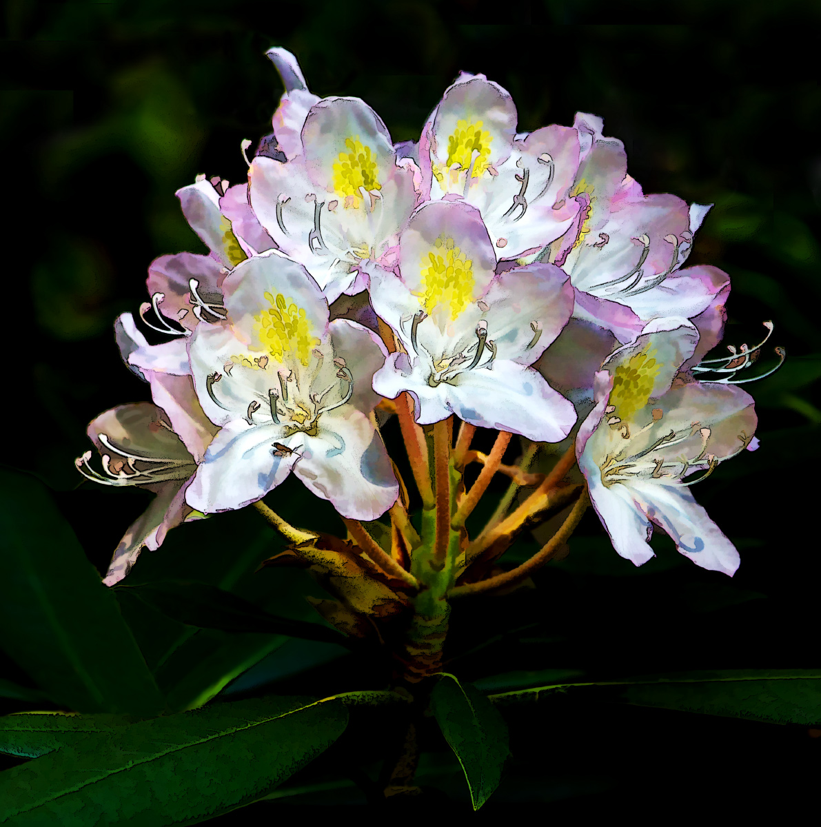 Rhododendron