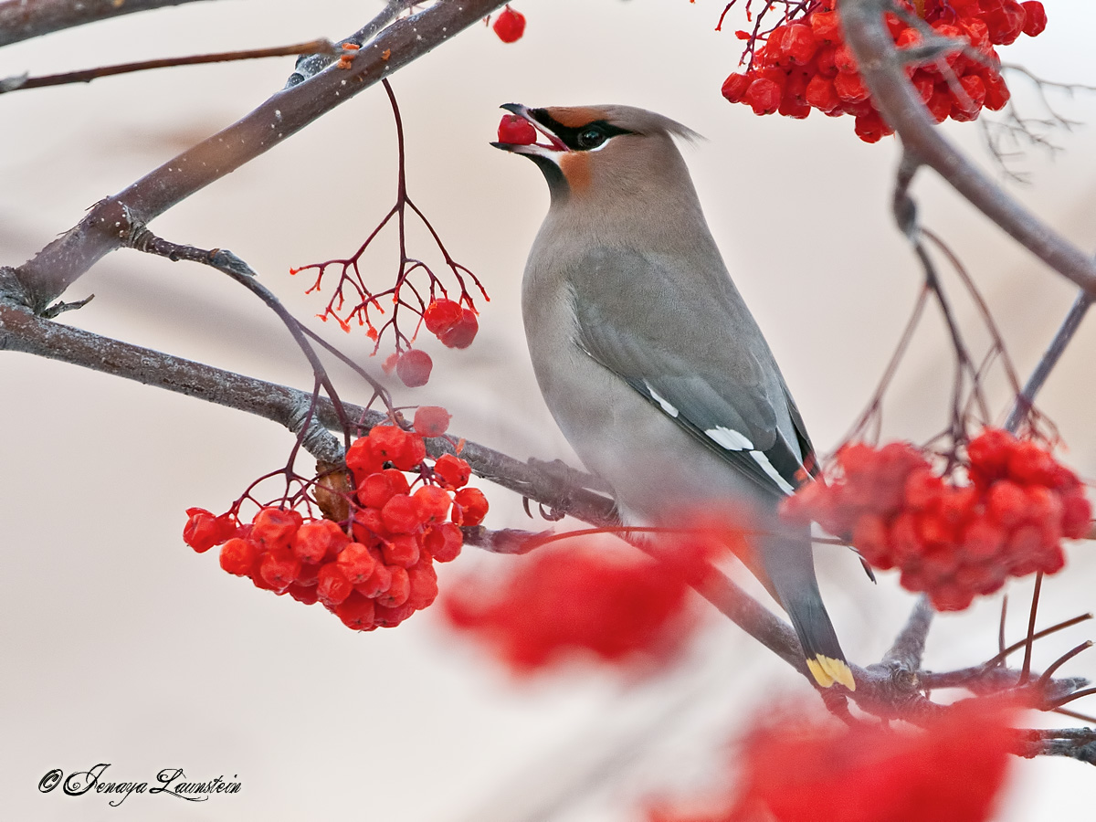Eatin' Berries