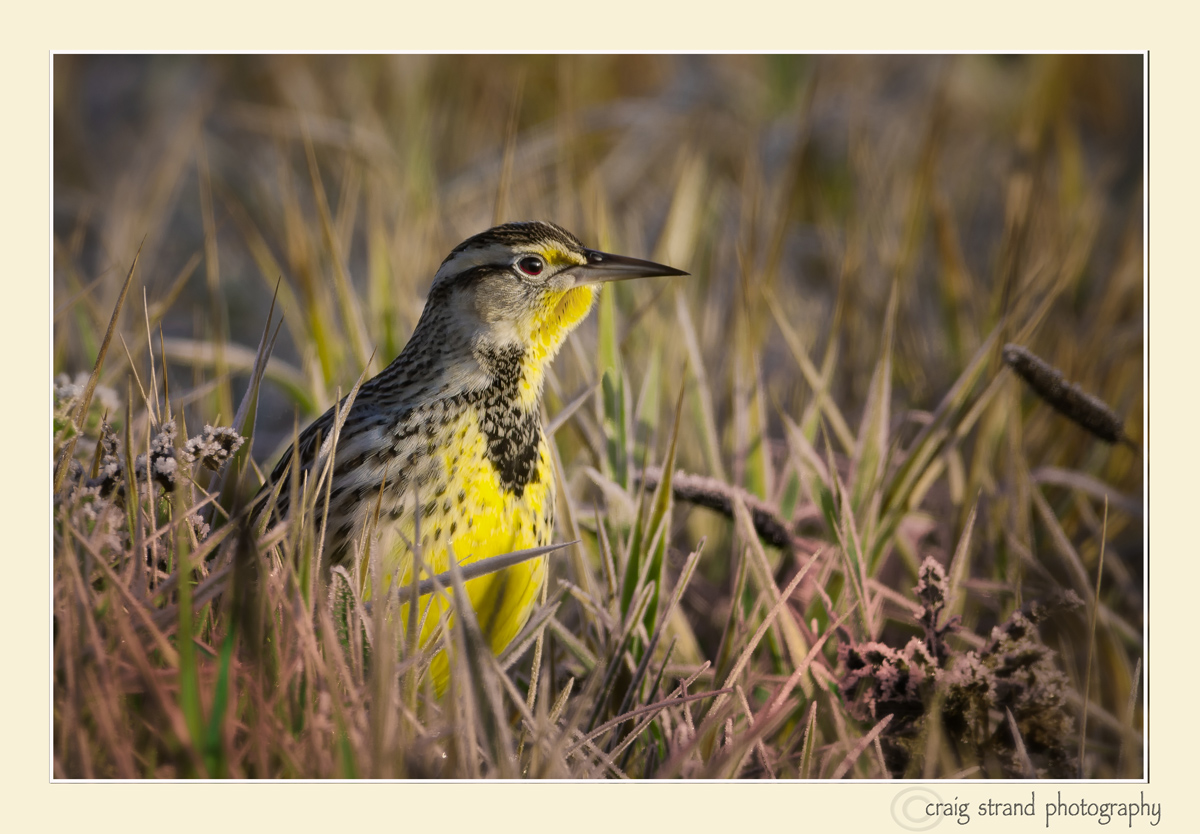 Western Meadowlark