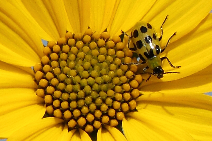Lady bug & Sunflower+FF